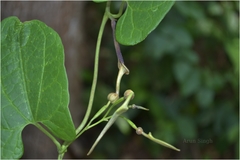 Aristolochia tagala